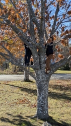 Children climbing a tree outside the hall