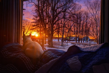 One of the dogs relaxing on the couch