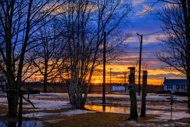 Snow, trees, and soft morning light